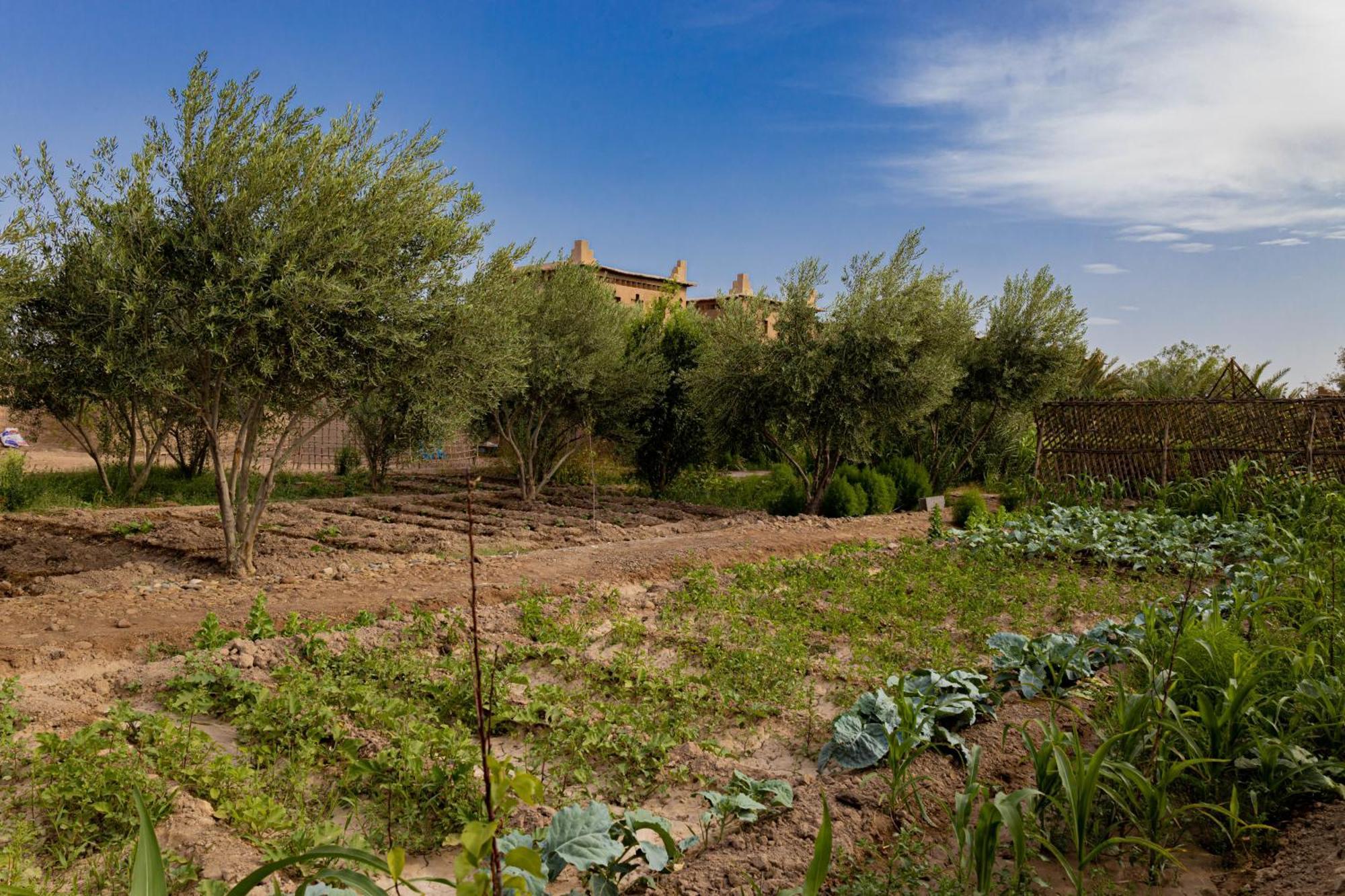 Maison D'Hote Amridil Skoura Exterior foto